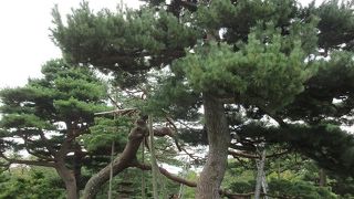 七福神山にある、枝ぶりも見事な松