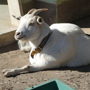 かわいい動物園