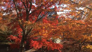 紅葉に心奪われる午後、智積院