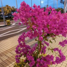ブーゲンビリアがいたるところに。