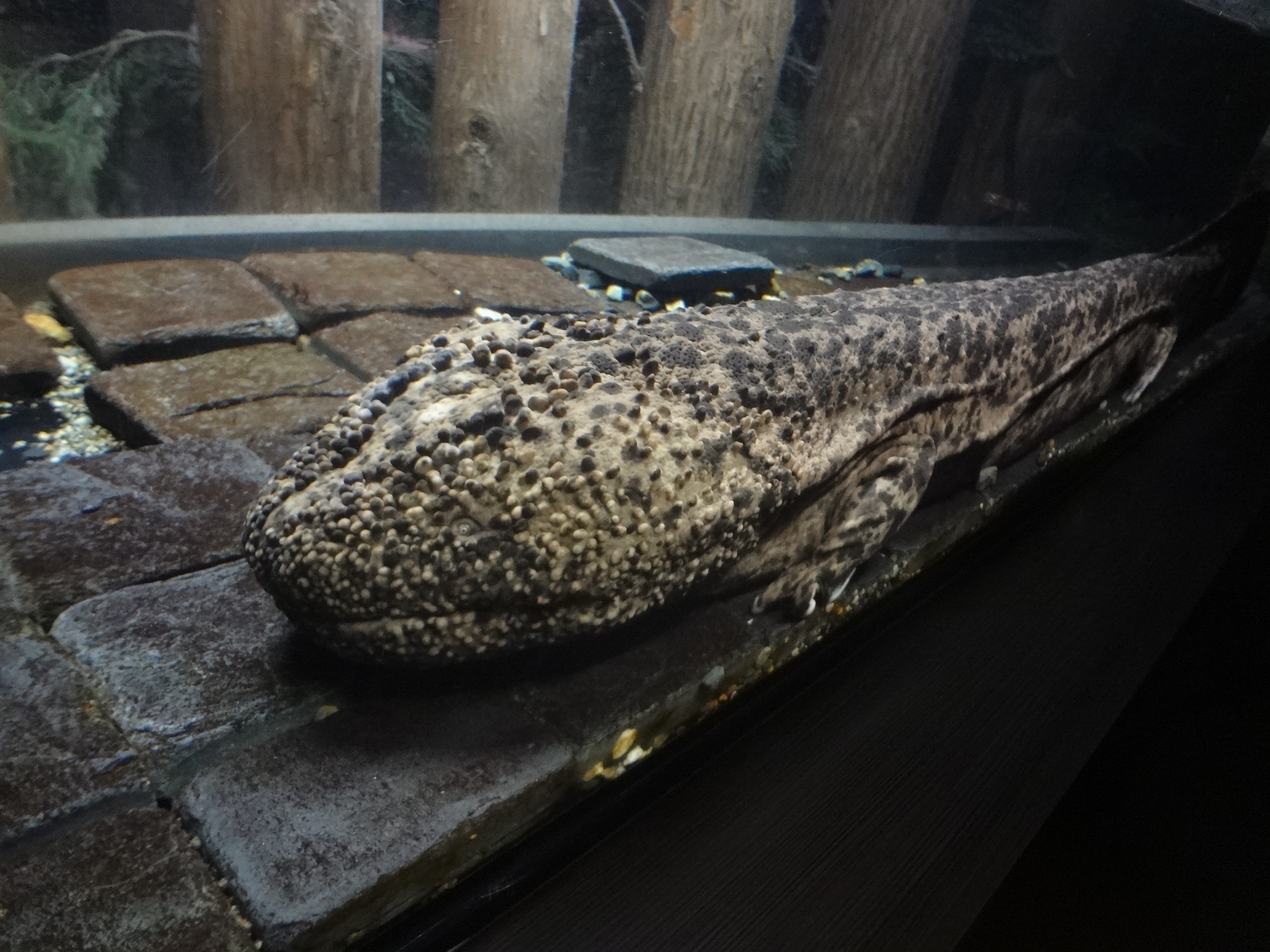 『20頭ものオオサンショウウオに会える水族館』by TeriM｜京都水族館のクチコミ【フォートラベル】 - 220x220 17001975