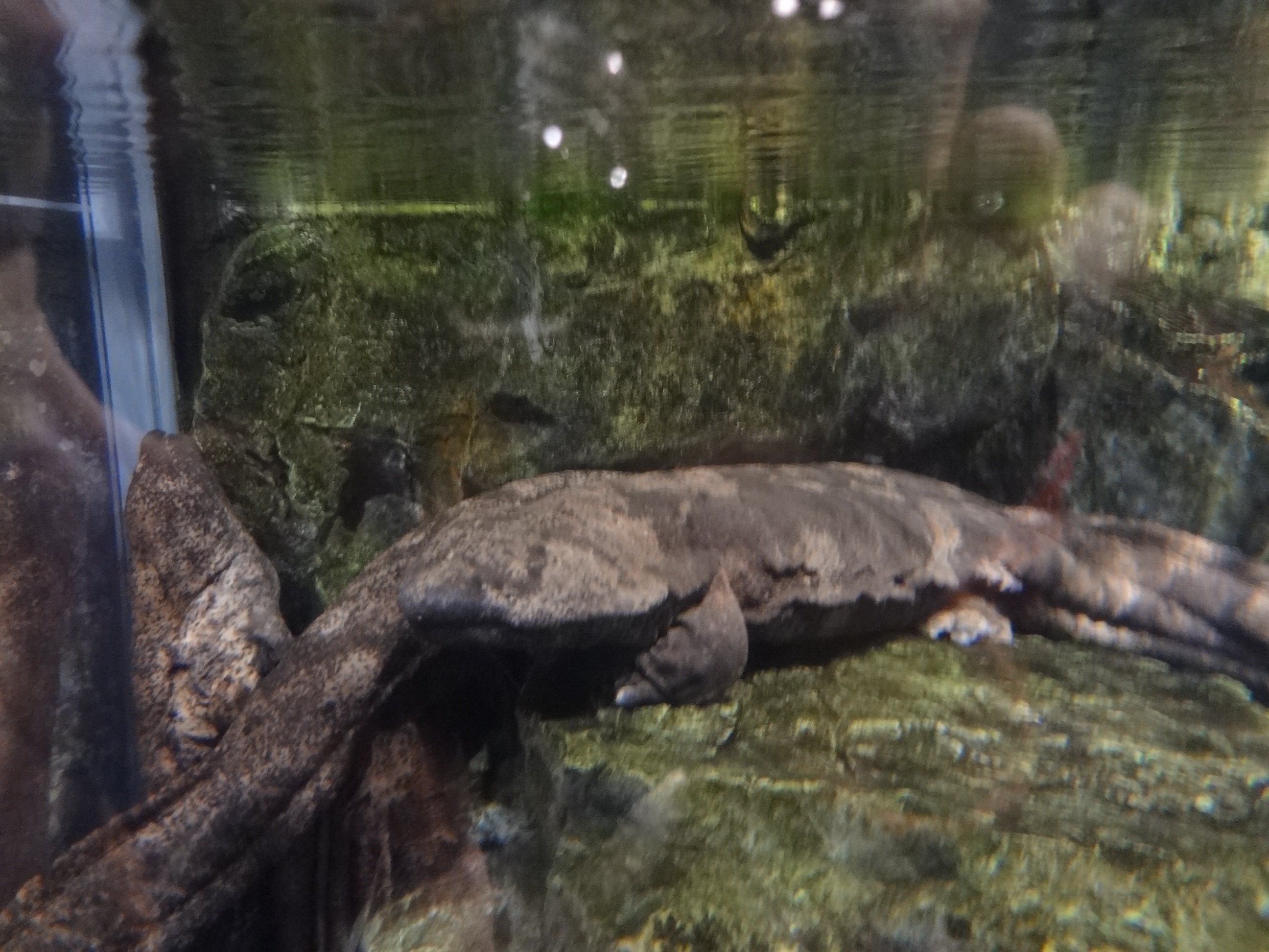 『20頭ものオオサンショウウオに会える水族館』by TeriM｜京都水族館のクチコミ【フォートラベル】 - 220x220 17001977