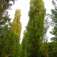 ほんのりと黄葉