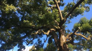 親鸞聖人のお手植え、樹齢800年