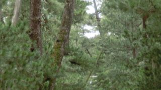 一度は訪れたい次元の違う神社でした