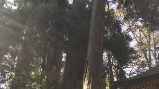 願いがかなう杉！