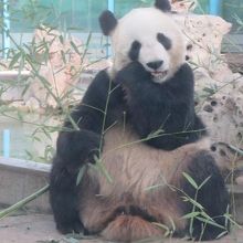 パンダがいます