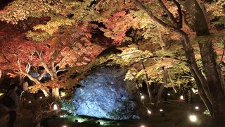 夜間特別拝観（紅葉ライトアップ）は感動ものです