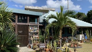 島ネコがお出迎え