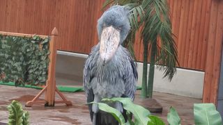 ハシビロコウと圧巻の花園