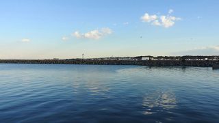 ウミアイサが見られました。