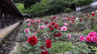 色とりどりの牡丹