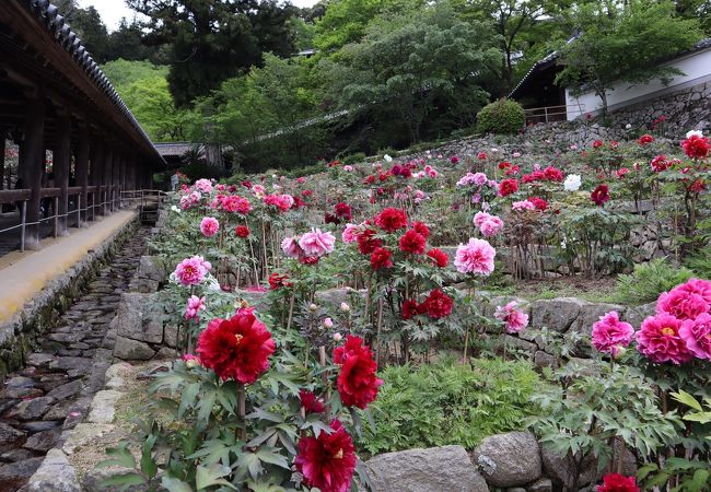 長谷寺 ぼたんまつり クチコミ アクセス 営業時間 桜井 三輪 山の辺の道 フォートラベル