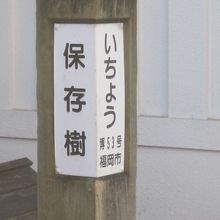 銀杏は保存樹になっていますね。