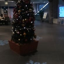 12月でしたので、立派なツリーも見られました。