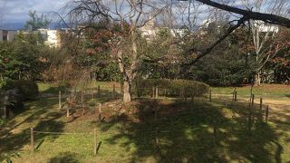 青蓮院横の枝垂桜の公園