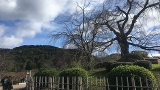 円山公園のシンボル「祇園枝垂れ桜」