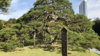 良く整えられた美しい松の木