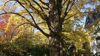 秋の日に映えるイチョウの大木