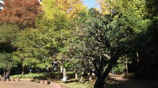 全国を代表する樹木が一堂に