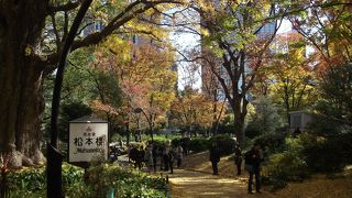 米国から贈られたハナミズキ