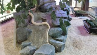 貴重なシロヘビ