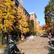 紅葉の時期には、構内にあるイチョウが黄色く鮮やか