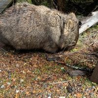 食事に行く途中で出会ったウォンバット