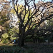 しだれ桜の大木