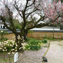 梅が綺麗なお庭！