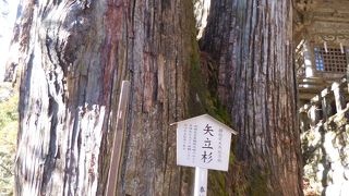 巨大な２本杉