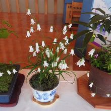 展示中の山野草