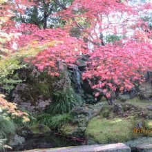 美しい紅葉と滝