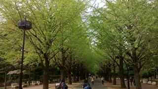 イチョウの新緑が鮮やか