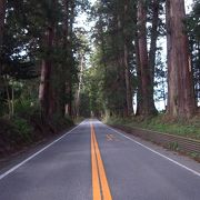 並木の中を進むのが素晴らしい♪