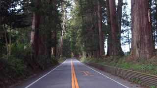 並木の中を進むのが素晴らしい♪