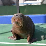 セイウチなどの海獣にふれあうことができます。