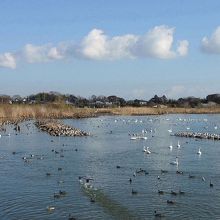 白鳥飛来地（水原）の風景