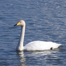 オオハクチョウ