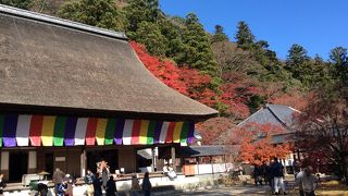 11月末でもきれいな紅葉