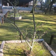 脇には日本茶発祥の「茶の木」なんてのも植えられています