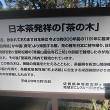「茶の木」の解説はこちらで。