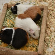 モルモットもいます