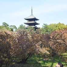 御室桜との共演