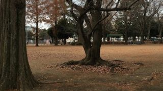 冬場はちょっと寂しい