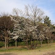 花見の人で賑わっていました。