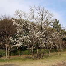 春は木々が綺麗です