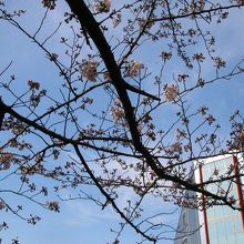 花見の人で賑わっていました By かるあみるく 辰巳の森海浜公園のクチコミ フォートラベル