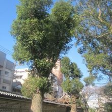 保存樹となっているクスノキの様子