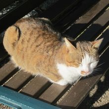 堂々と君臨されている（？）聖福寺ネコの様子